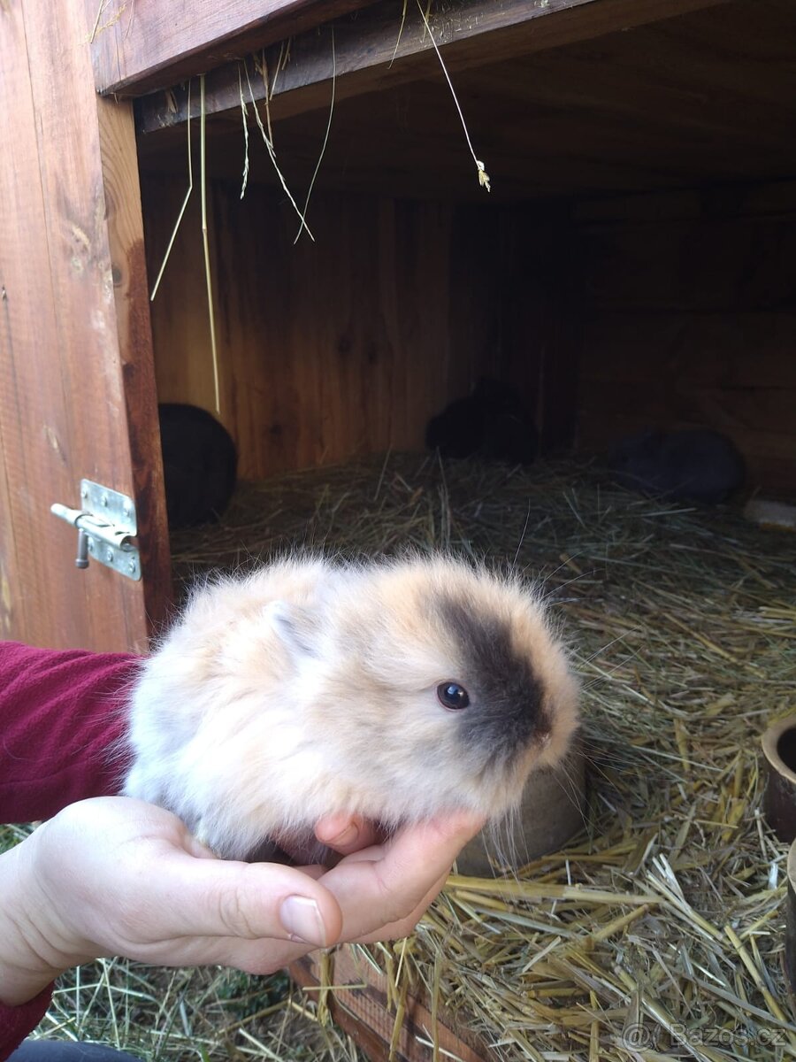 Prodám zakrslá králíčata - 9