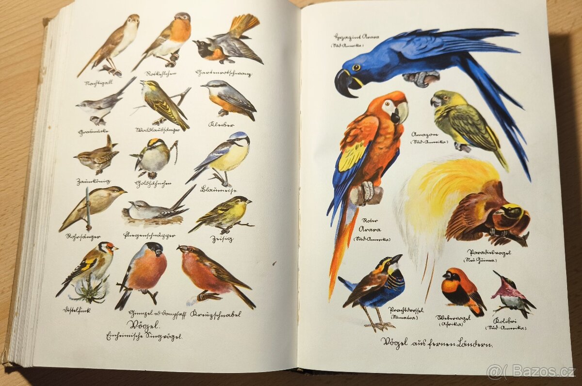 Die Wissens kiste - stará encyklopedie pro mládež. - 9