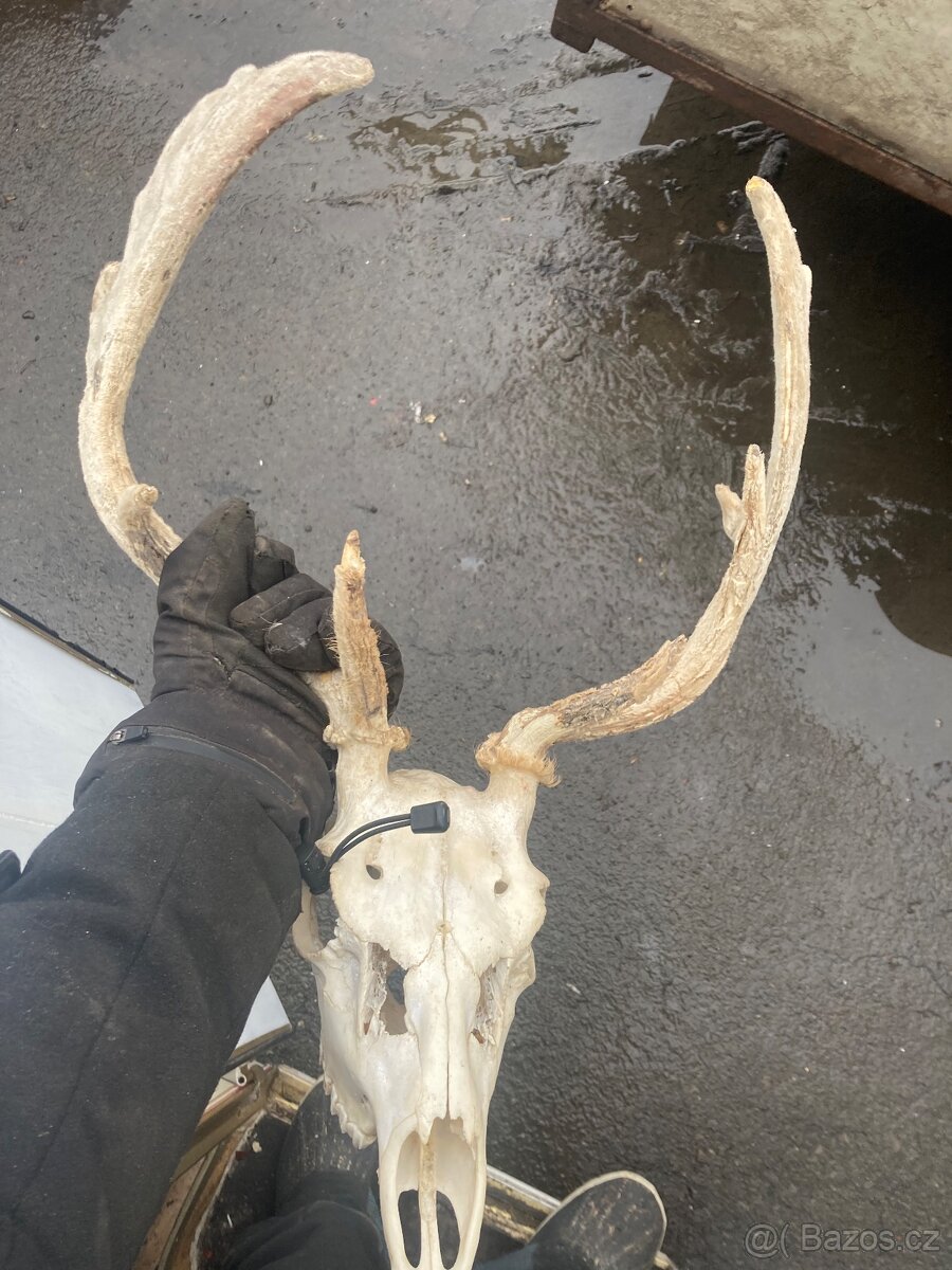 Daněk,myslivost - 9