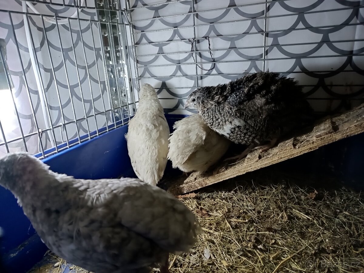 Násadová vejce křepelky - 9