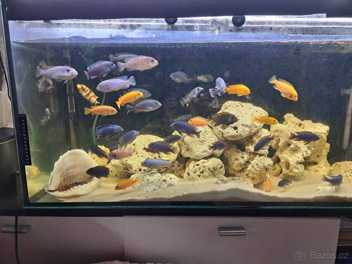 Prodam tlamovce z Malawi - 9