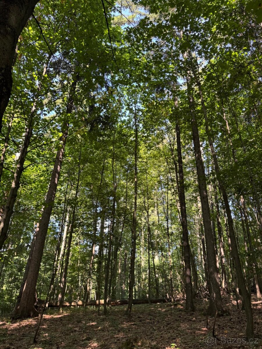 Prodej lesního pozemku v k.ú. Liberk - 9