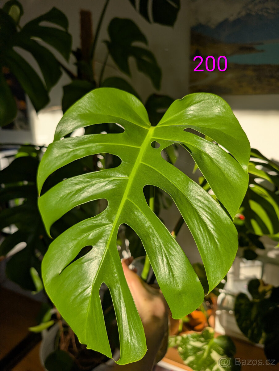 Pokojové rostliny - 9