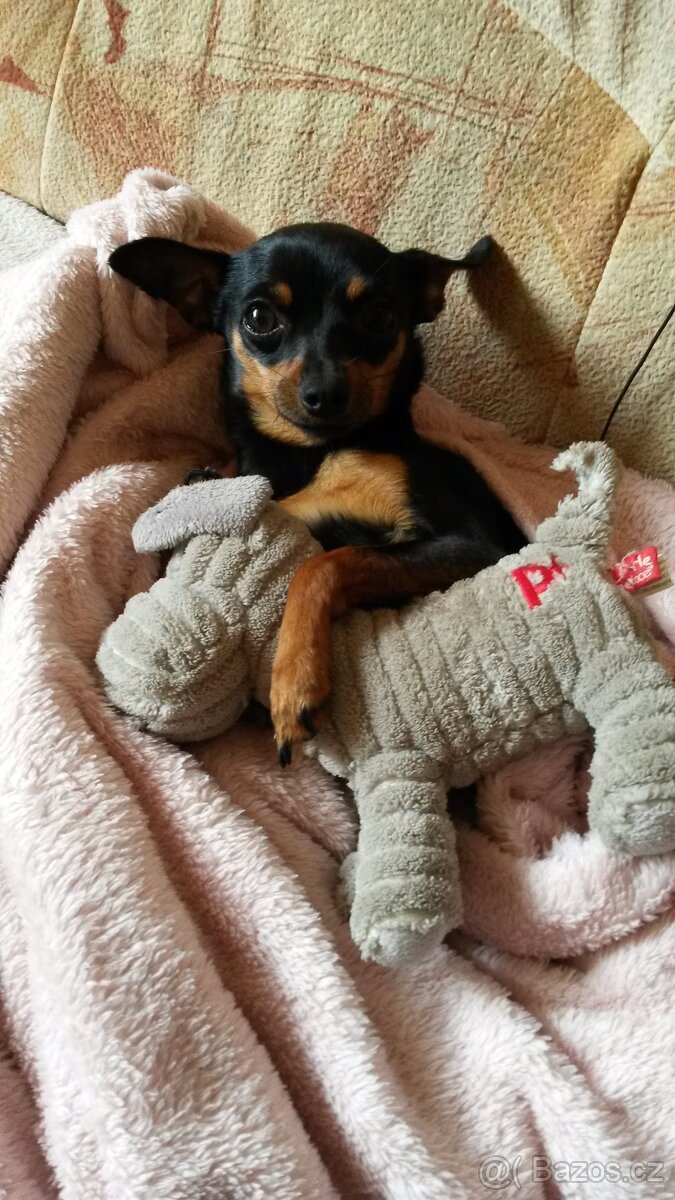 Pražsky krysařík - 9