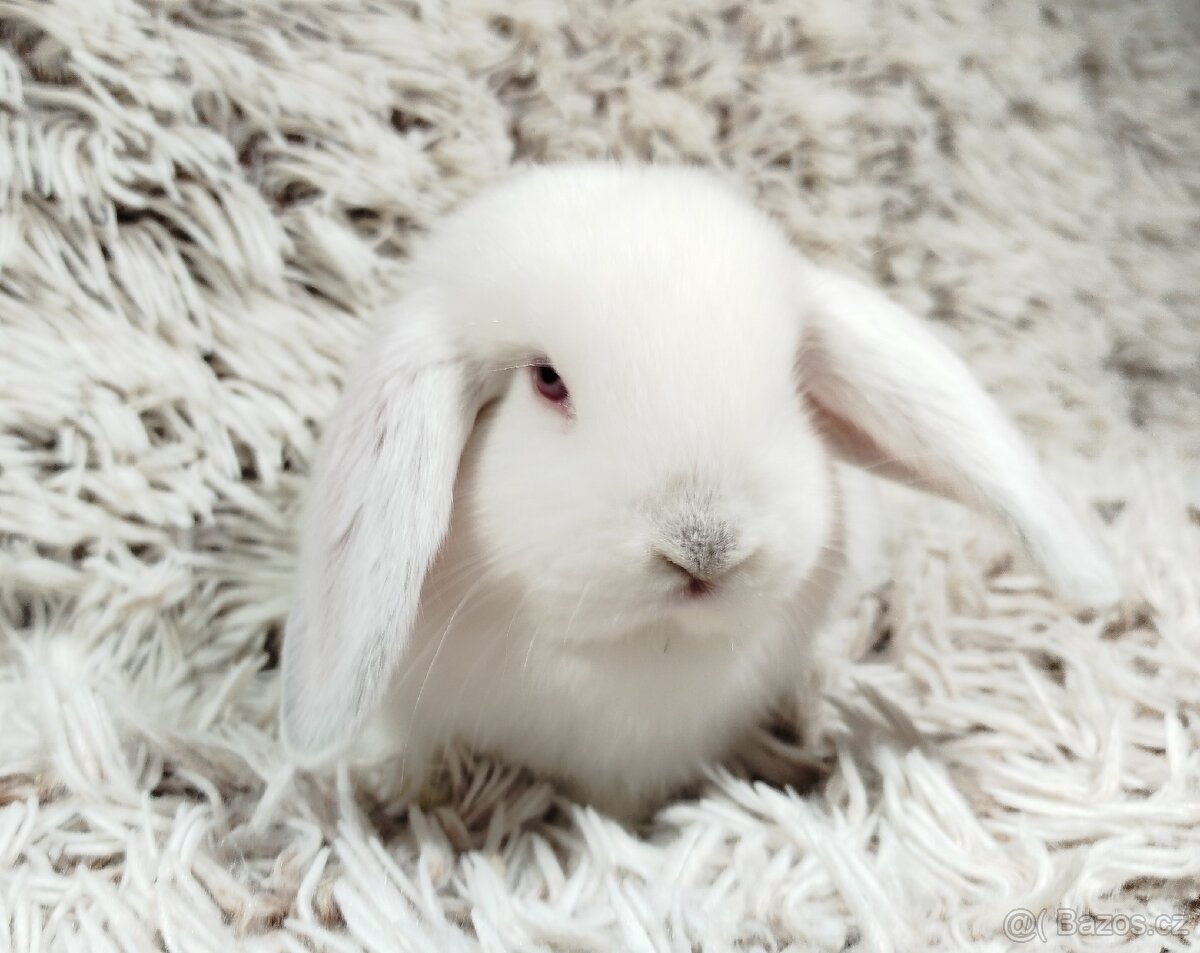 Zakrslý beránek, králíček, králík - MOLLY - 9