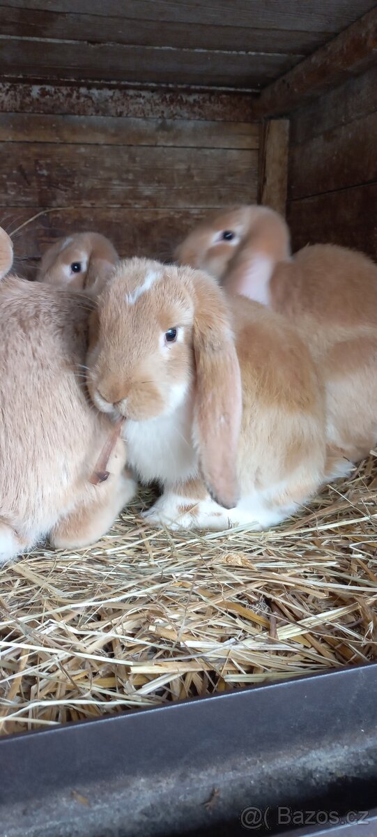 Francouzský beran - 9