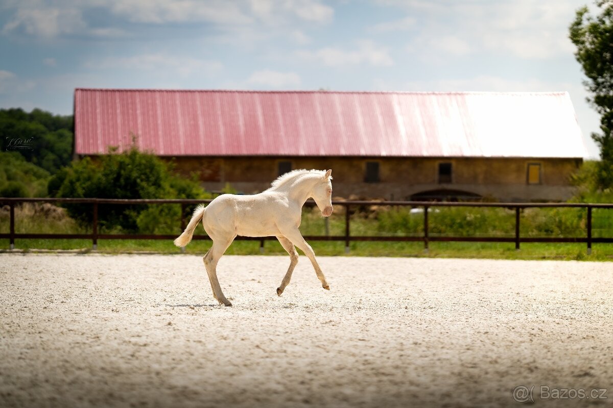 Cremello klisnička s odznaky s reining/cutting původem - 9