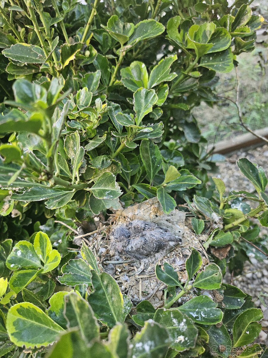 Holoubek Diamantovy z venk.voliéry - 9