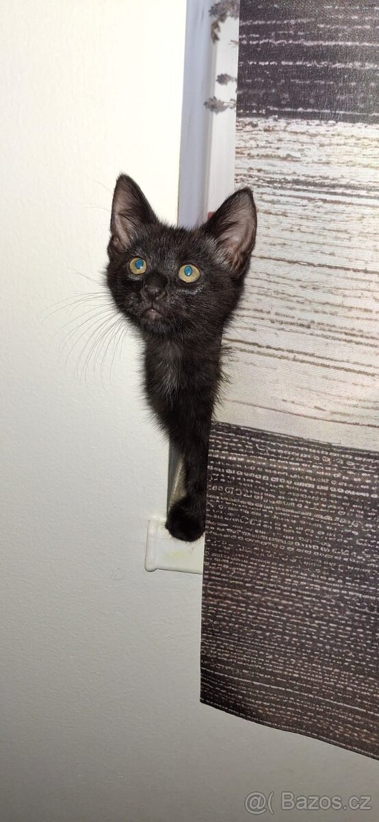 Mainská x Ragdoll x - 9