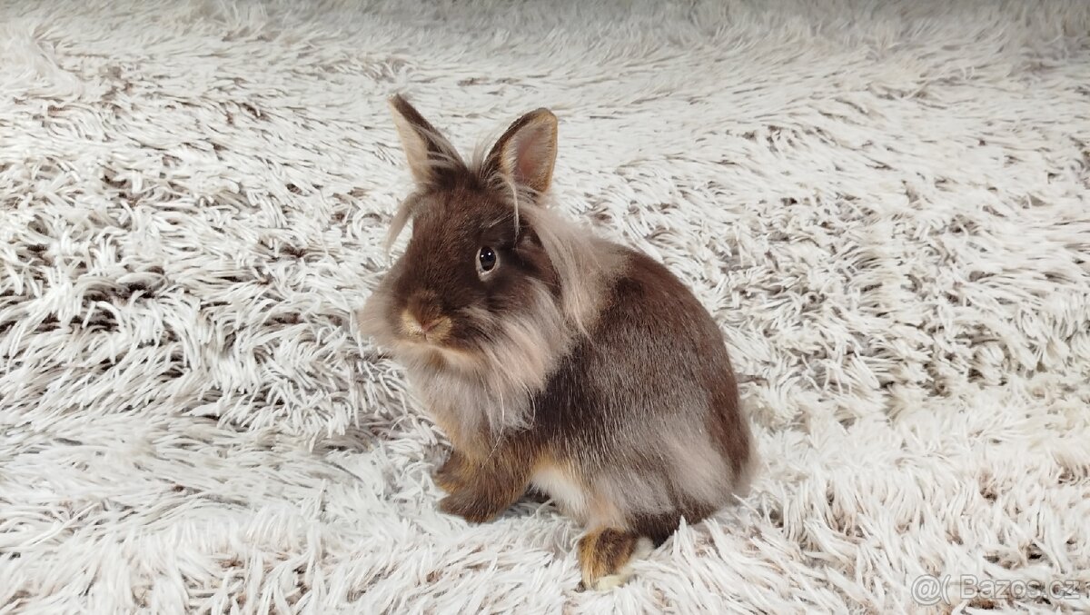 Zakrslý králík, králíčel -(lvíček)-NATANIEL - 9