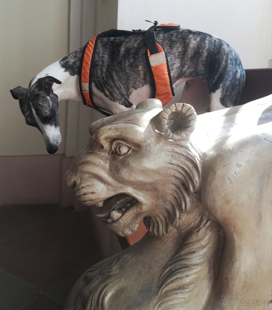 Whippet štěňátka bez PP po rodičích s PP ( FCI). - 9