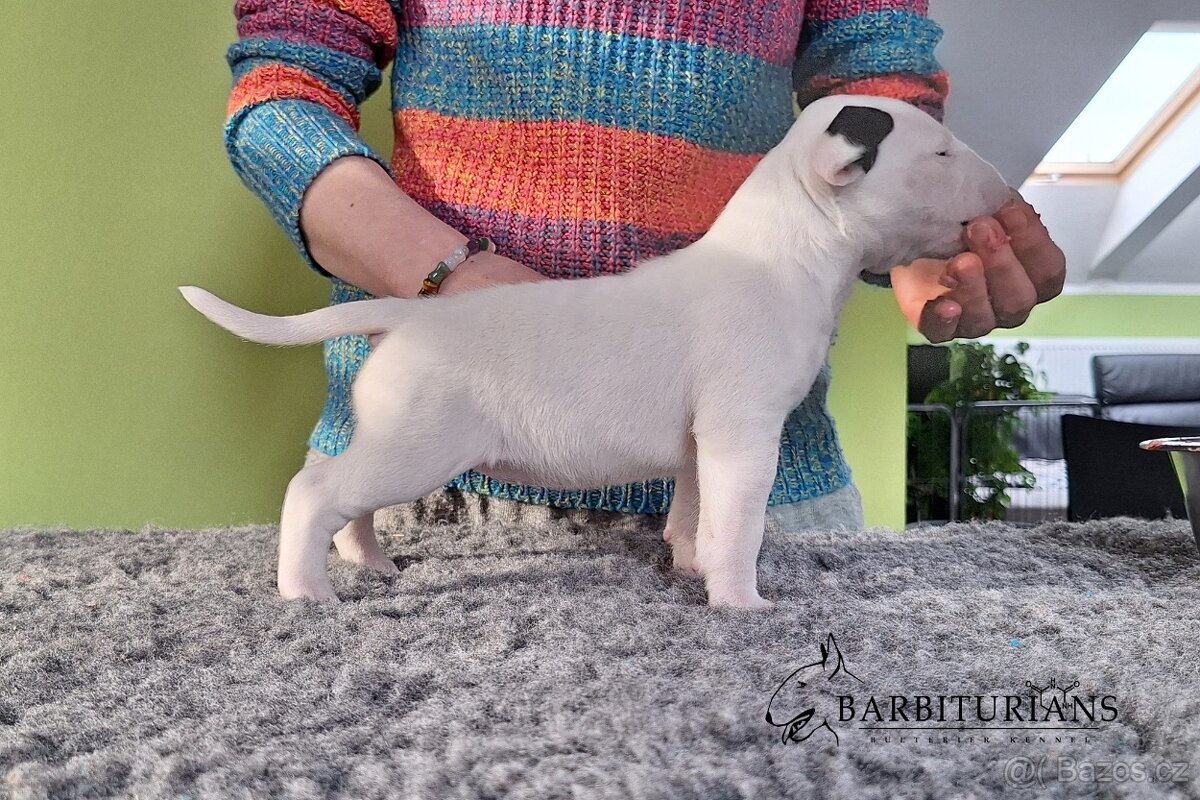 Anglický Bulteriér s PP / Bullterier, bullterrier - 9