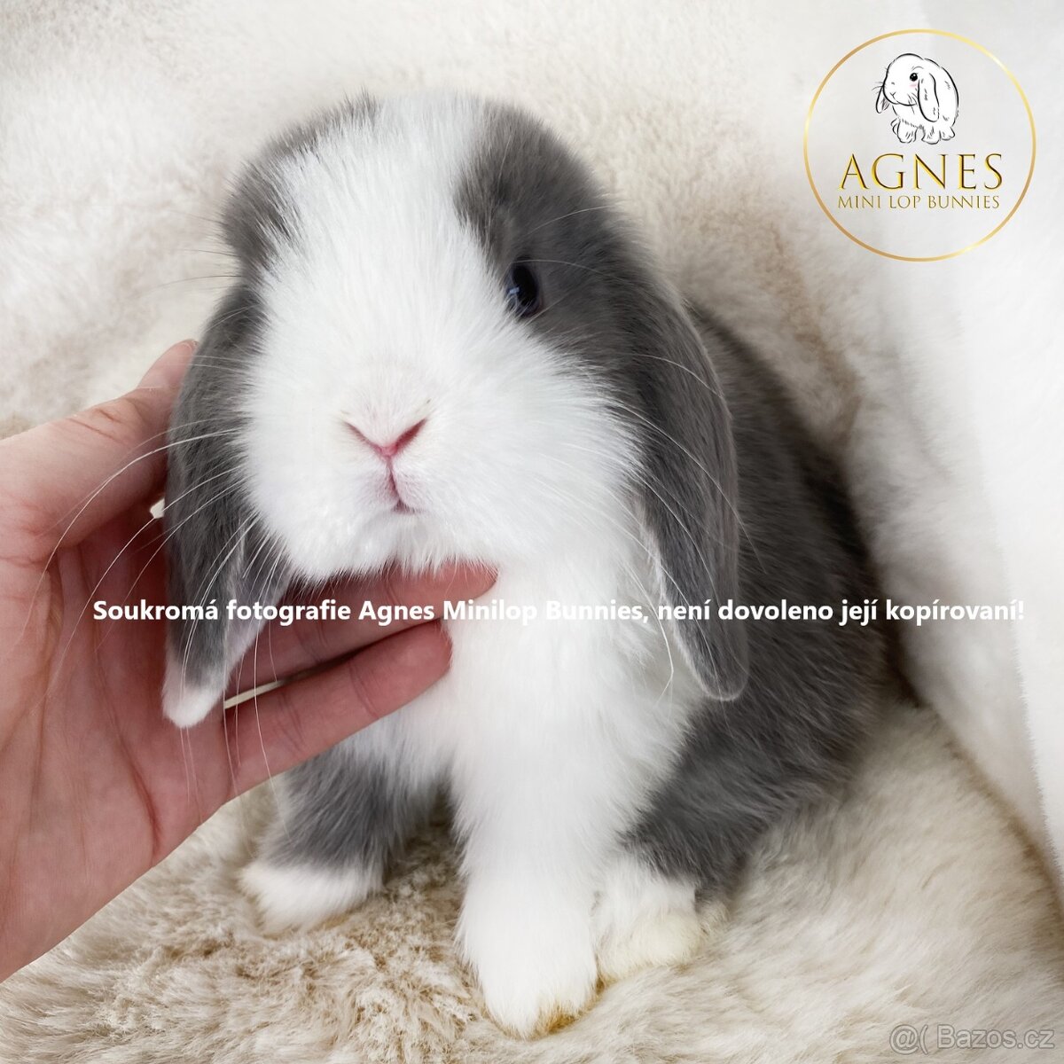 Minilop zakrslý beránek králík z chovné stanice - 9