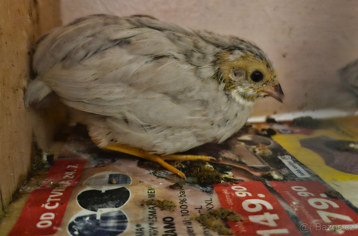 Křepelka čínská - 9