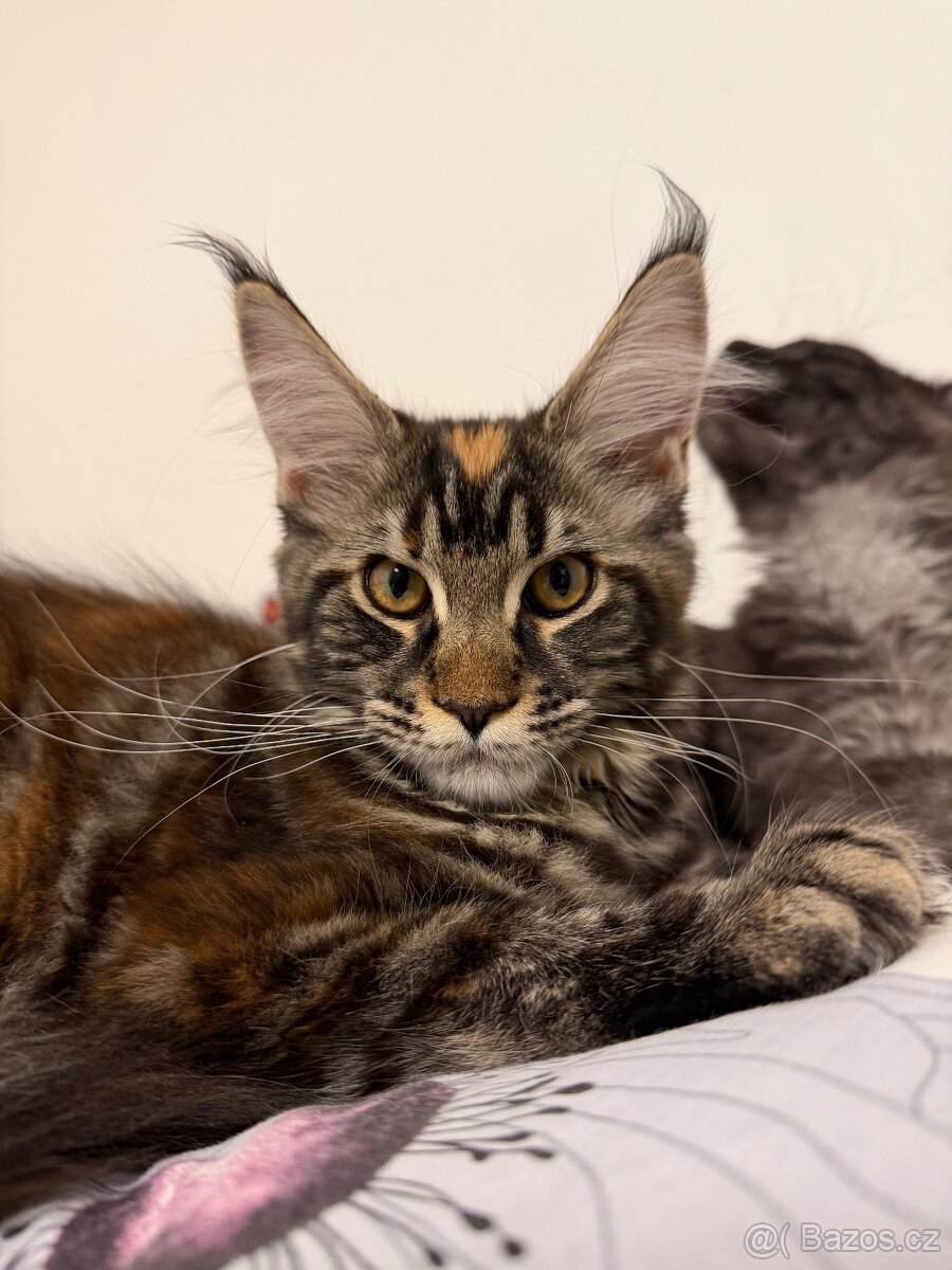 Mainska myvali kotata s PP - 9