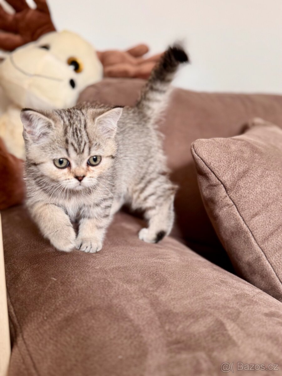 Skotská klapouchá kočka, scottish straight s PP - 9