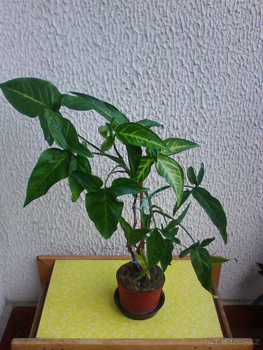 Pokojové květiny - 9