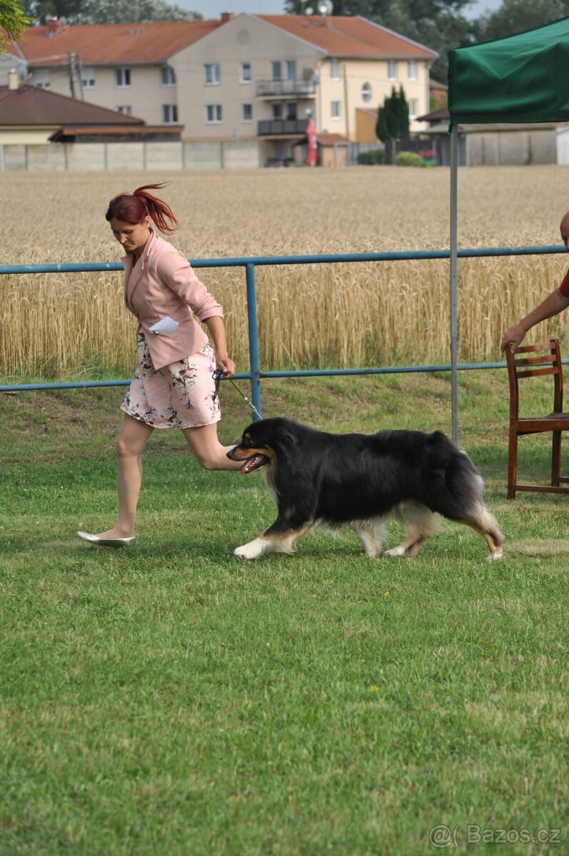 Austrálsky ovčák/krytie/ - 9