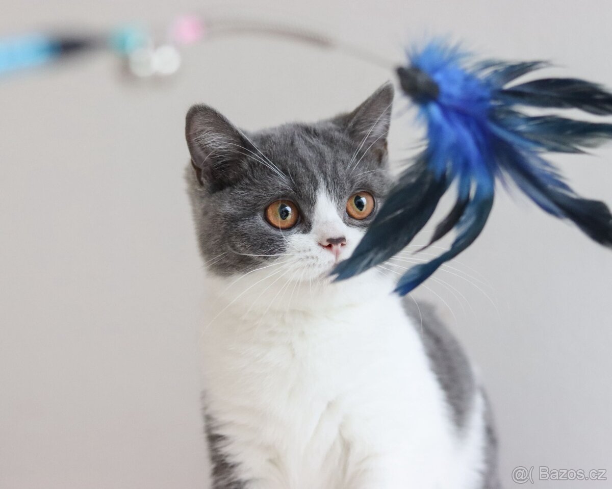 Britská koťátka s PP - 9