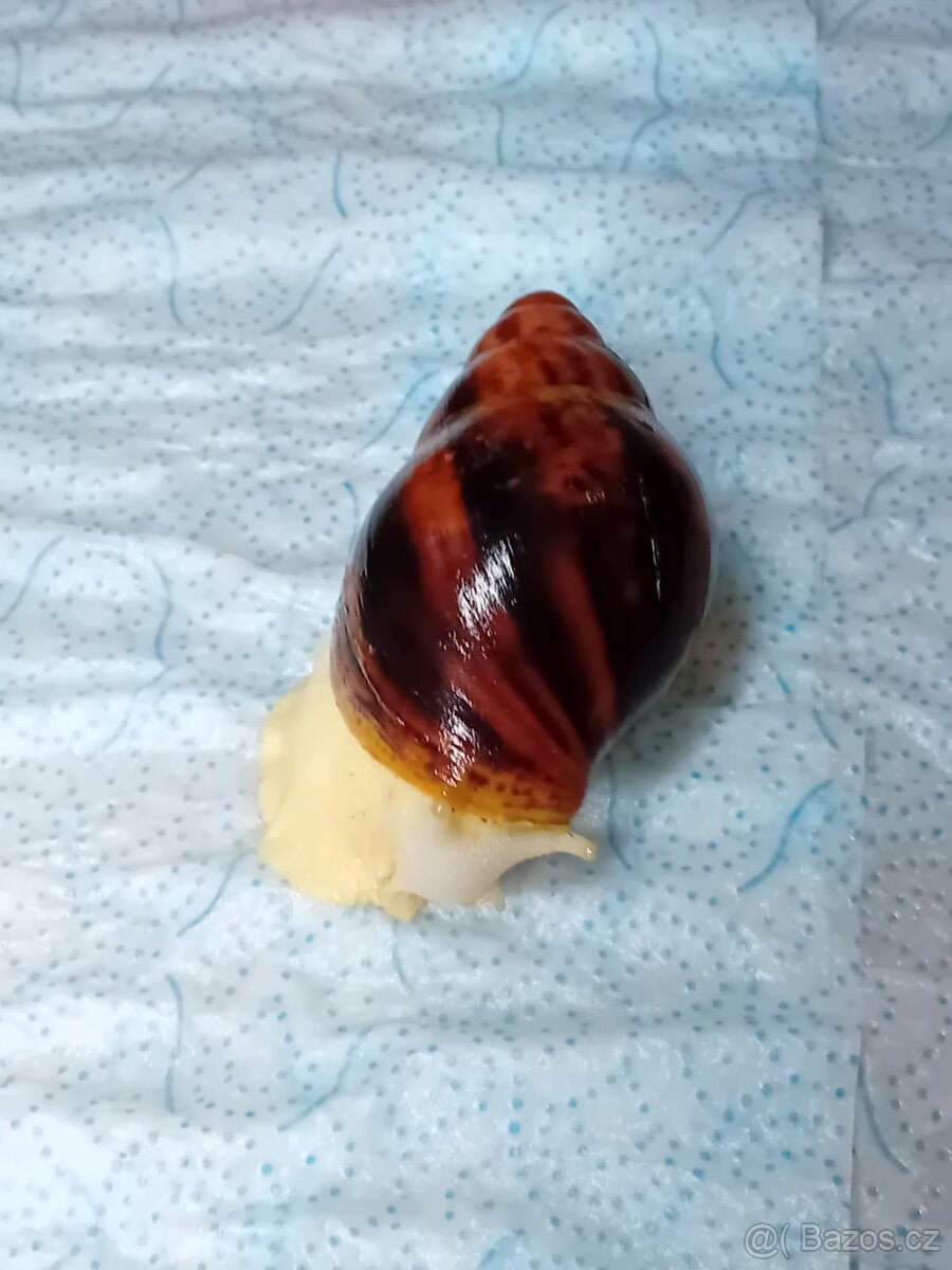 Africký šnek Archachatina Marginální suturalis - 9