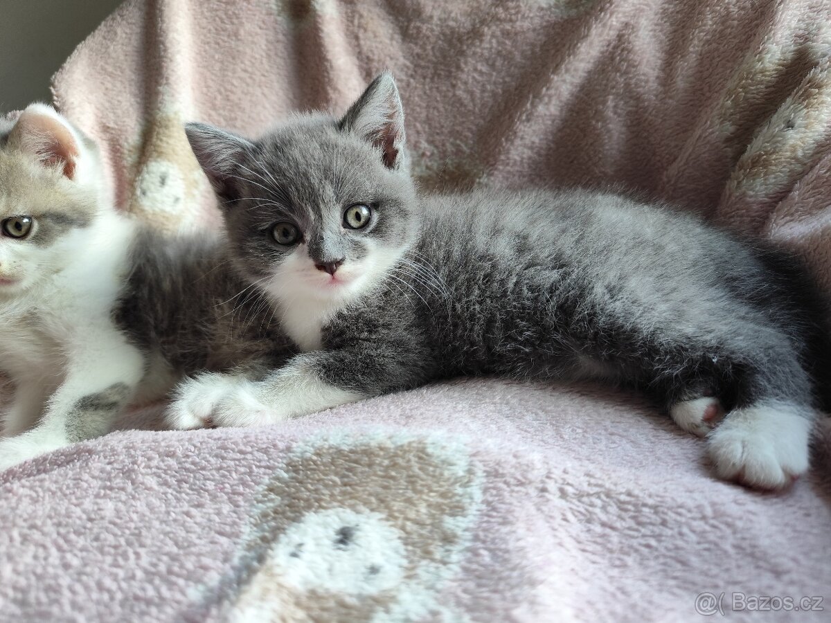 Britská koťátka modrá bicolor - 9