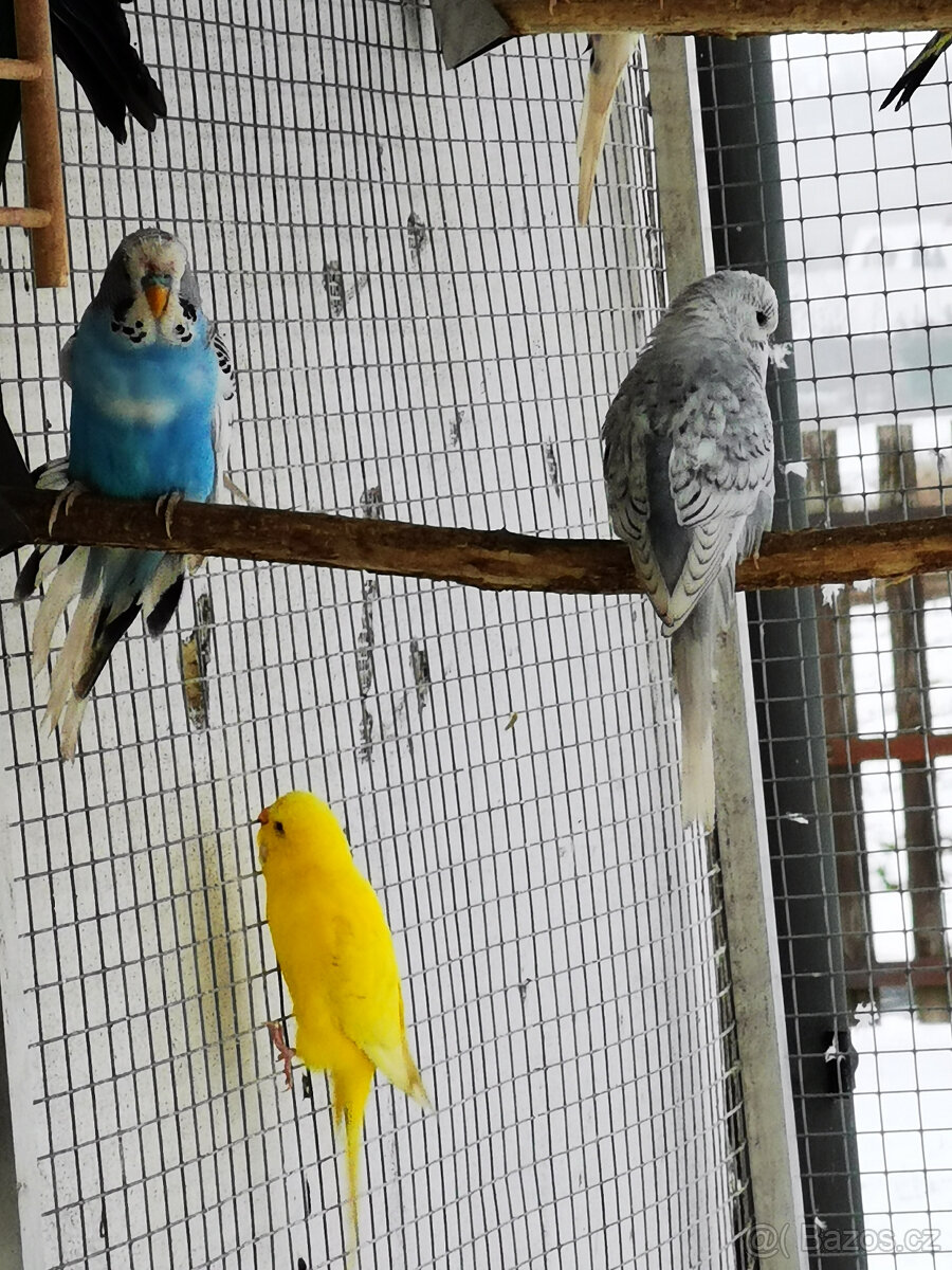 Andulka vlnkovaná 2025 po výstavních rodičích - 9