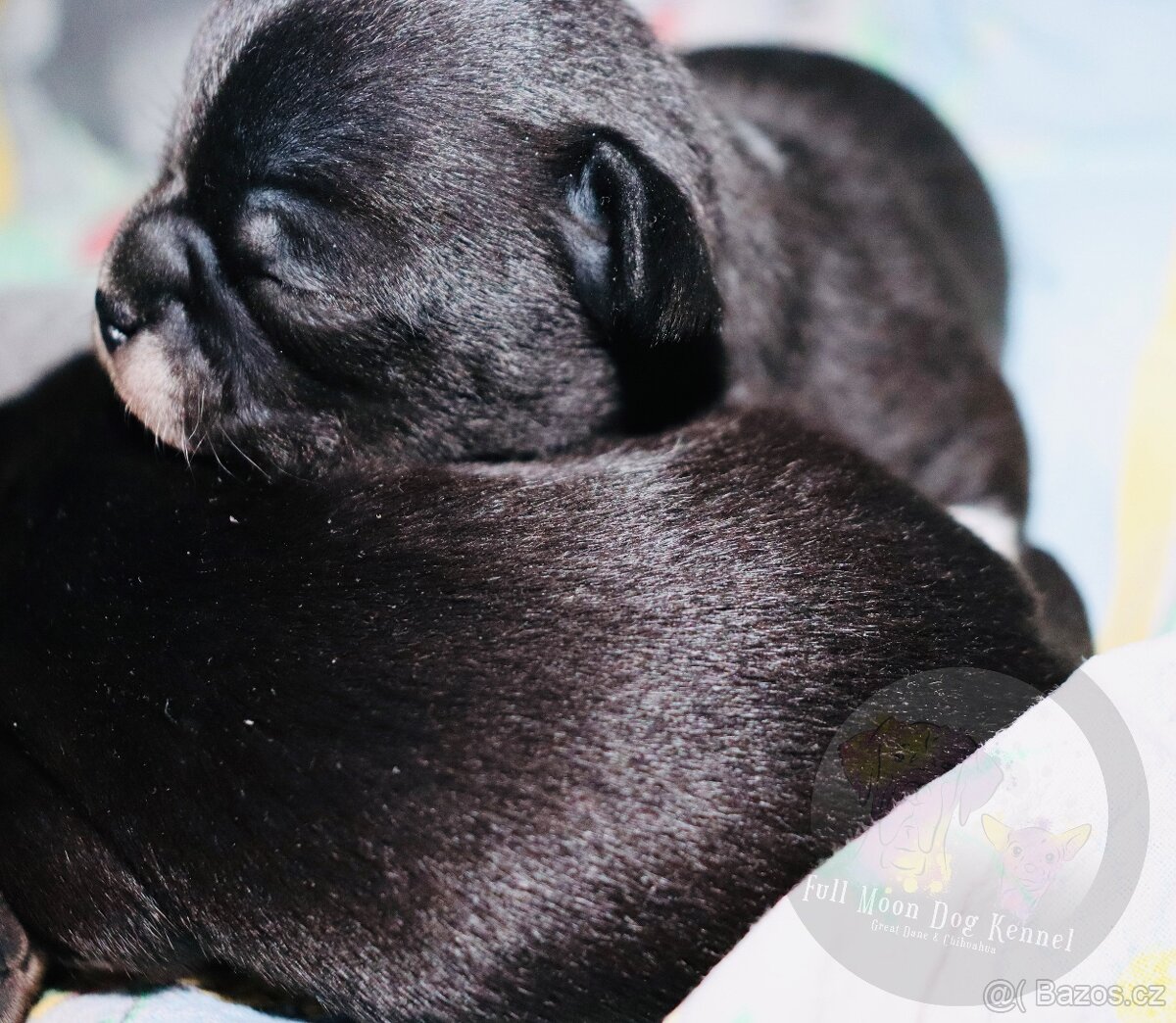 Čivava s PP k rezervaci - 9