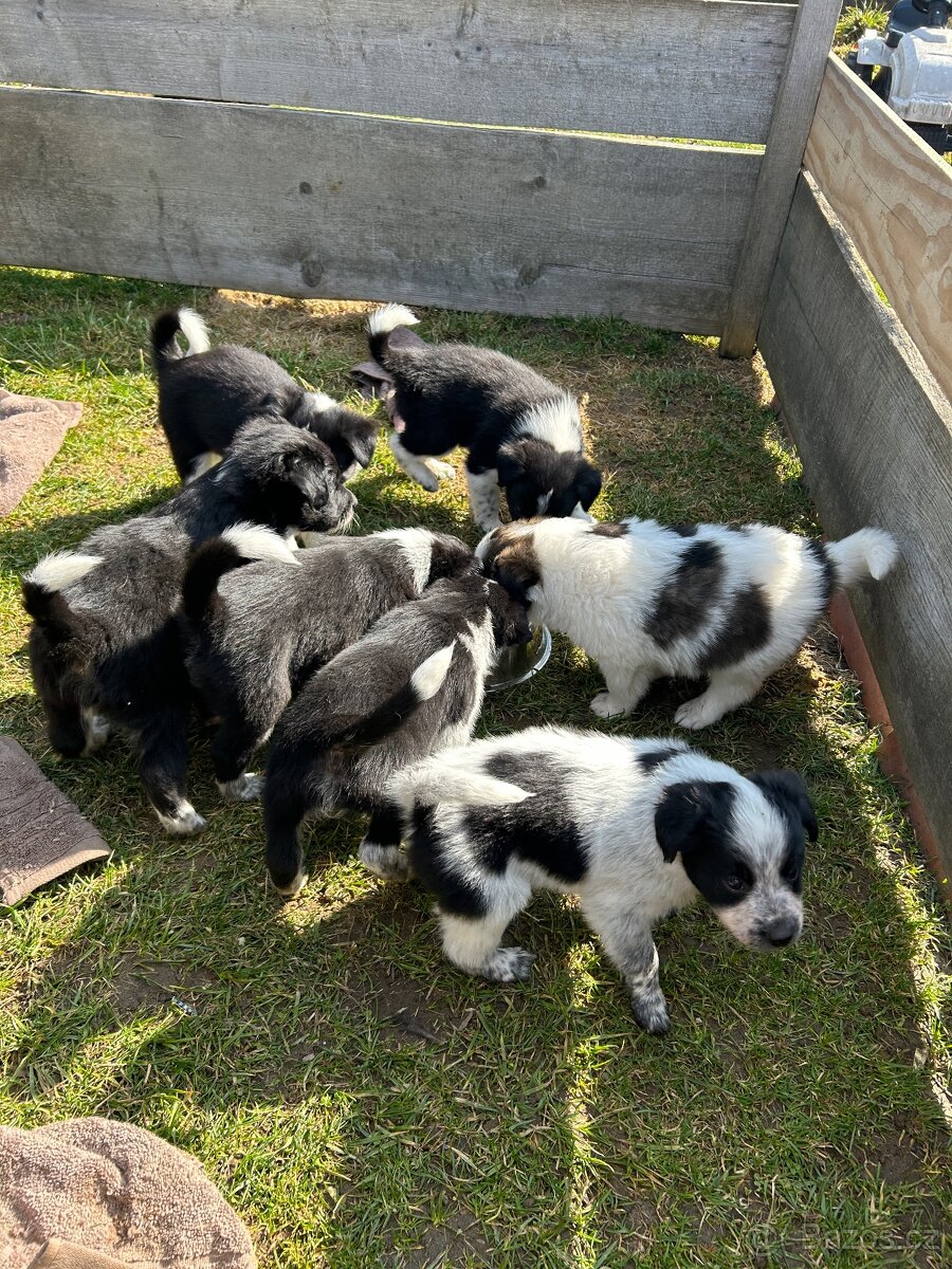 Kříženci Border kolie - 9