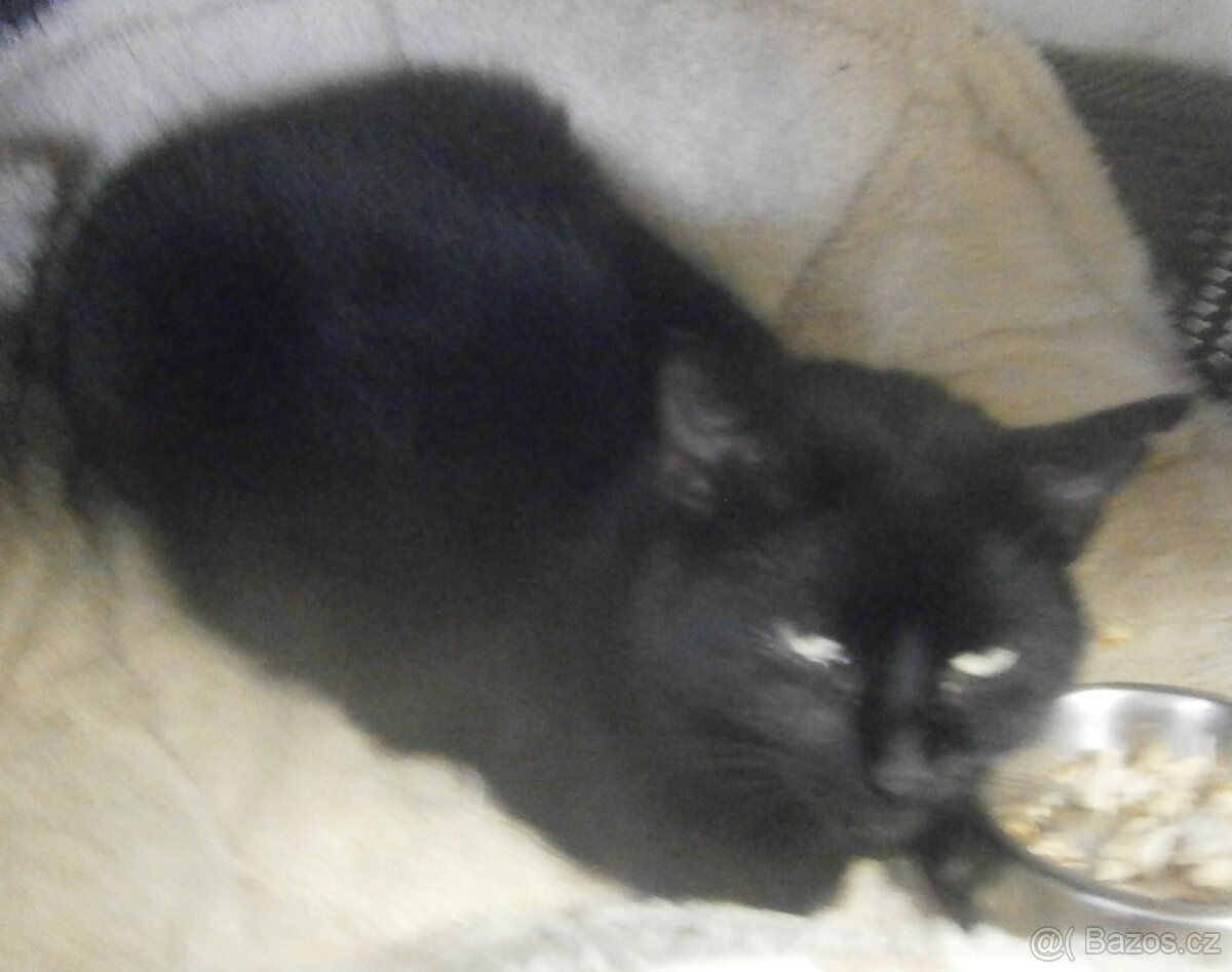 Černá, hodná, klidnější 2,5letá kočička Šmudlinka Micinka - 9