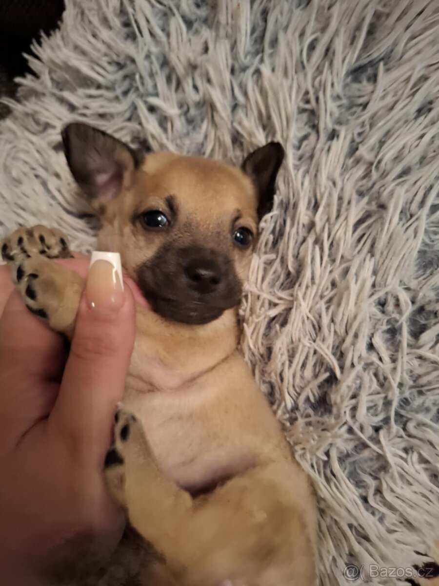 Stěně Čivava X Pražský Krysařík - 9