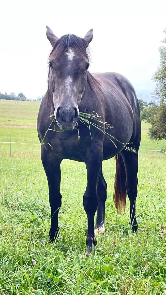 Quarter horse 2,5 roku . - 9