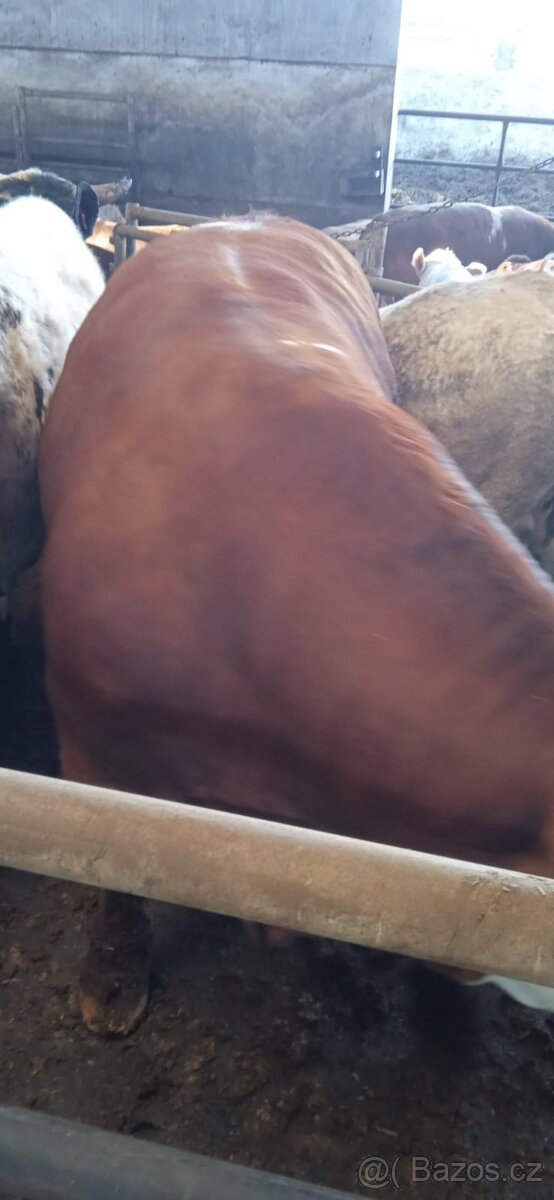Jateční býci - 9