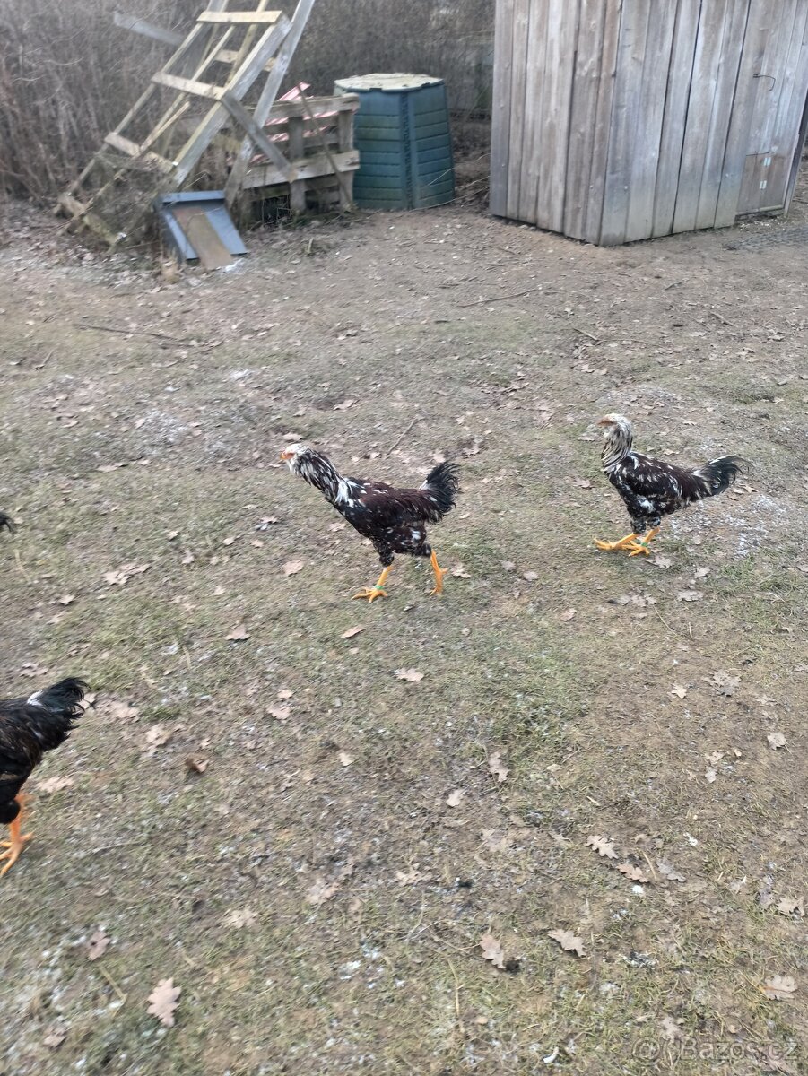 Kohoutci orlovka pestrá a černá - 9