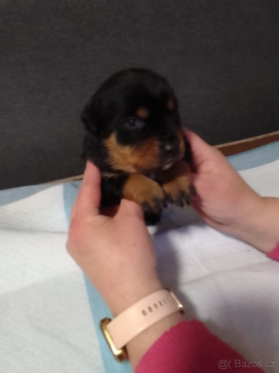 Štěňátka - 9
