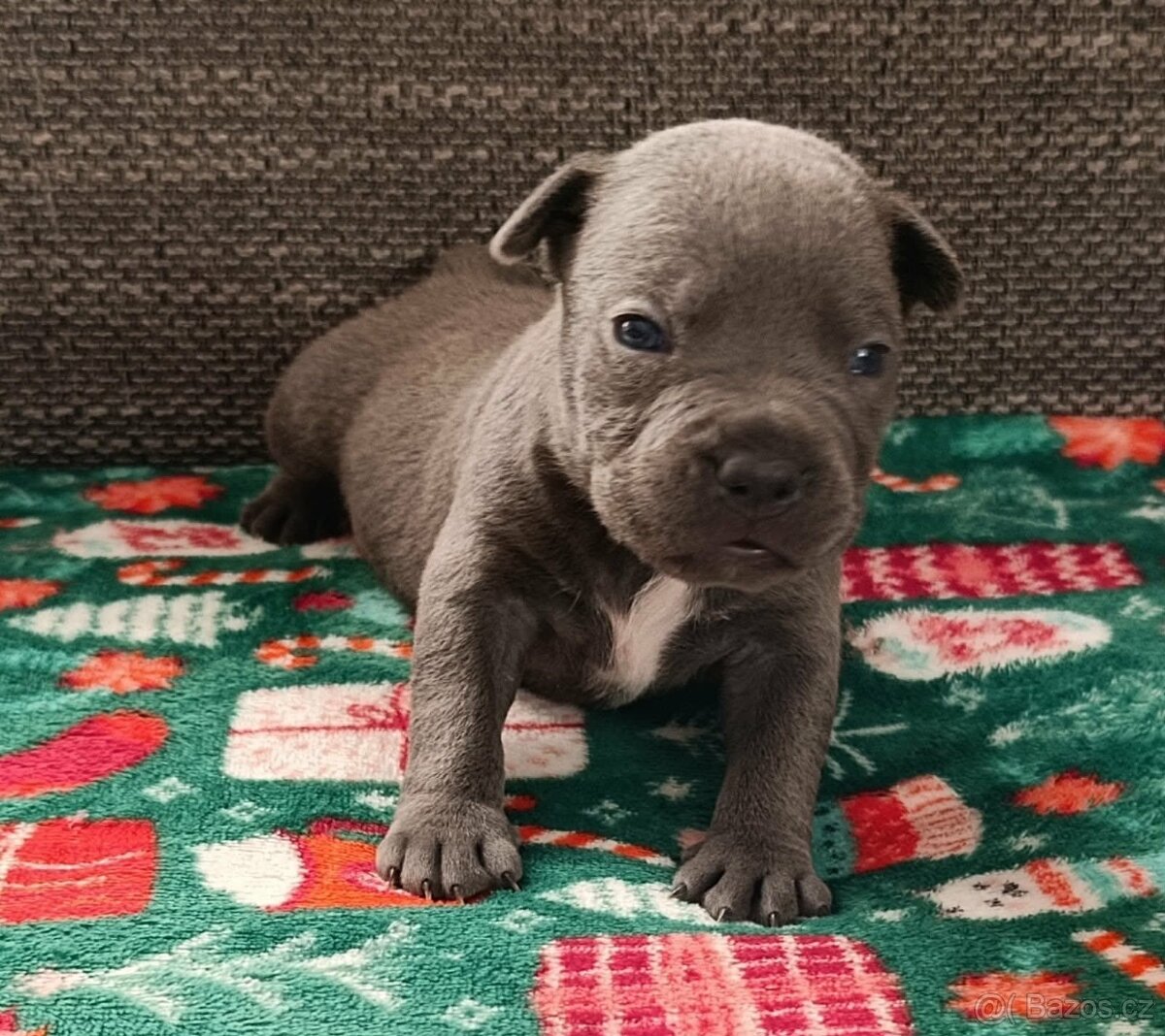 Stafordšírský bulteriér - 9