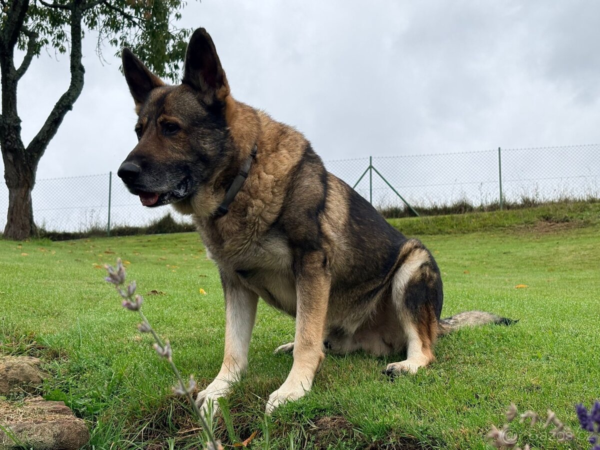Německý ovčák - 9