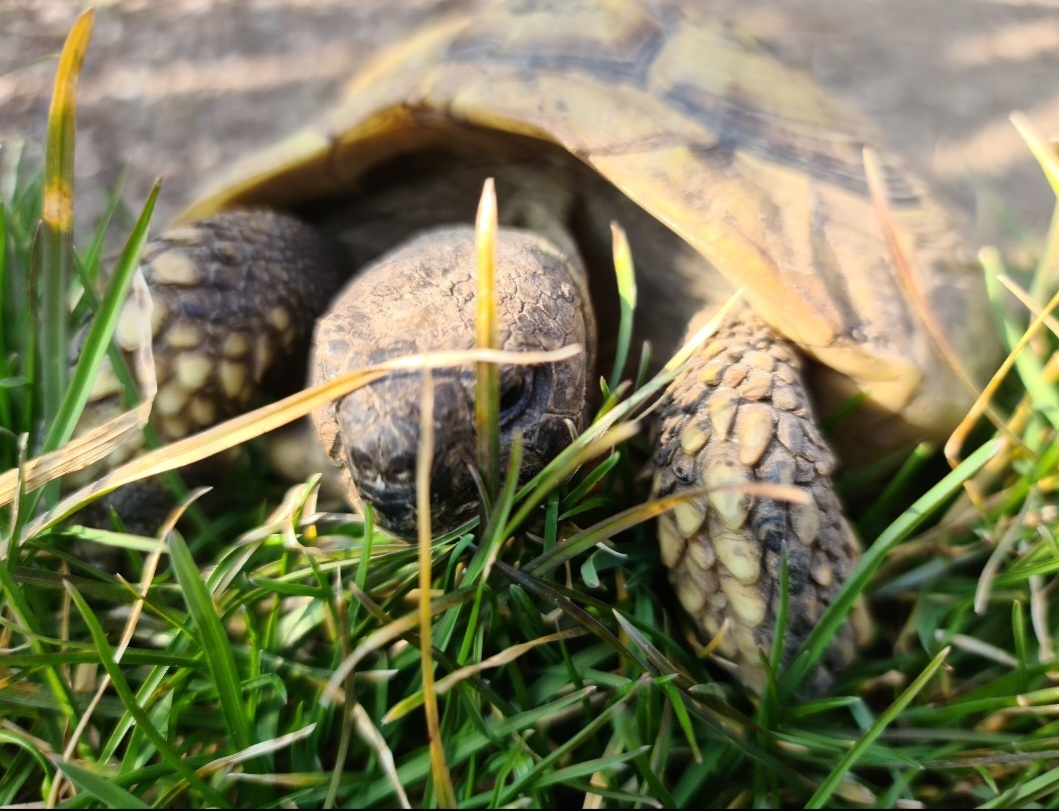 Želva zelenavá (Testudo hermanni) - 9