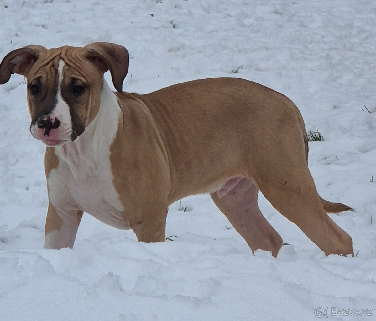 Americký stafordšírský teriér s PP - 9