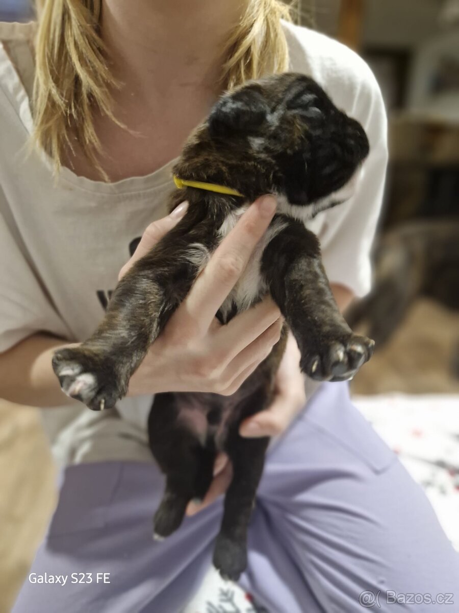 Německý boxer Žíhaný - 9