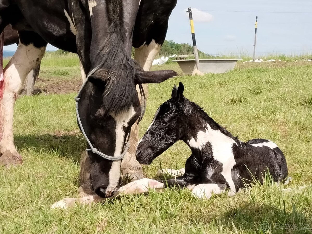 6 letá Barock Pinto - 9