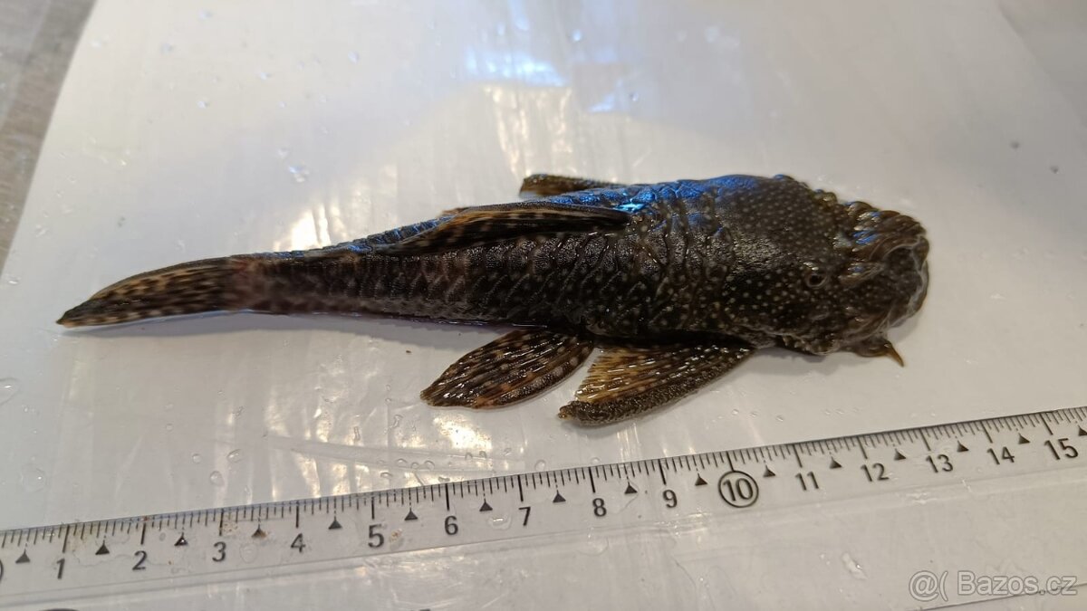 Ancistrus sp. - prodám - 9