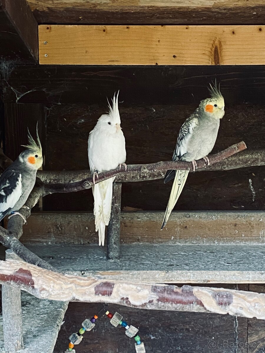 Korela chocholatá - 9