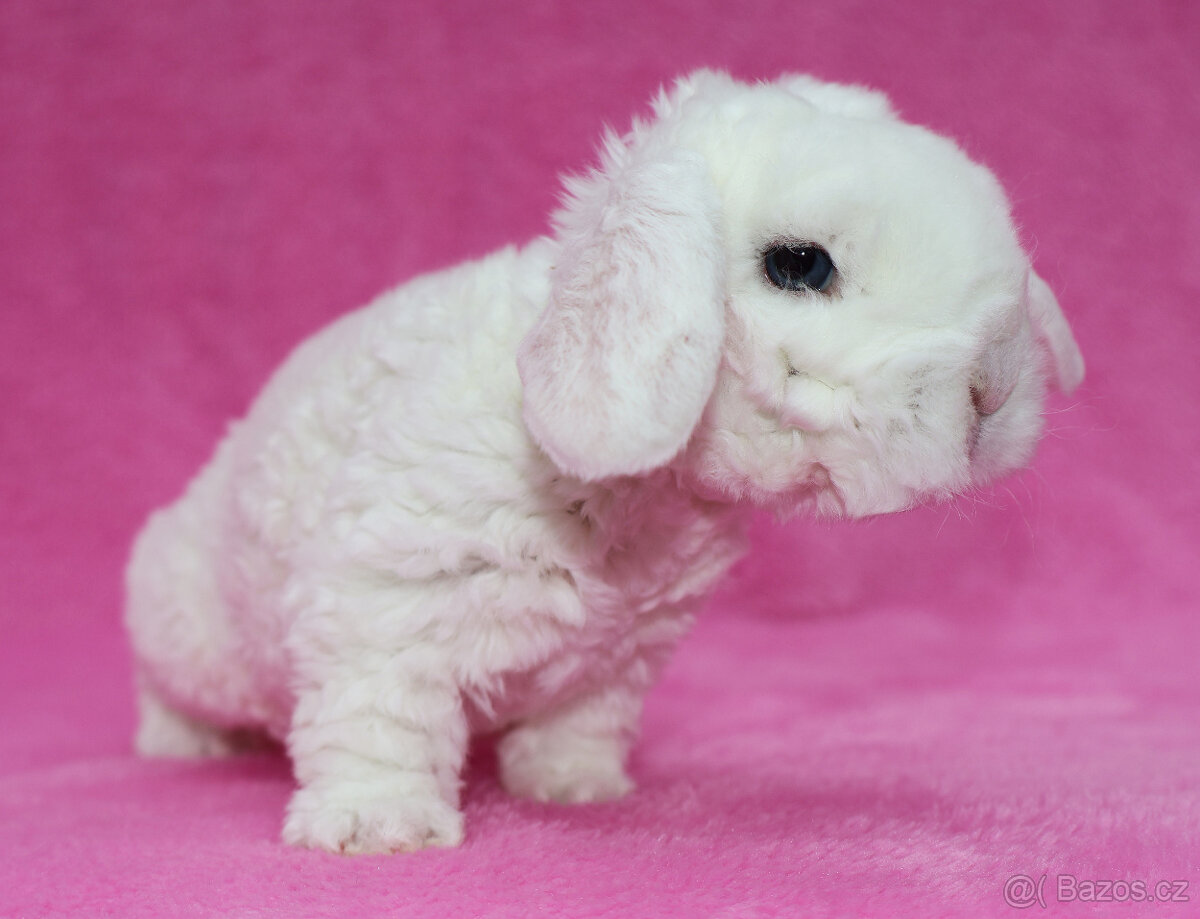 Zakrslý modrooký rex beránek sameček - 9