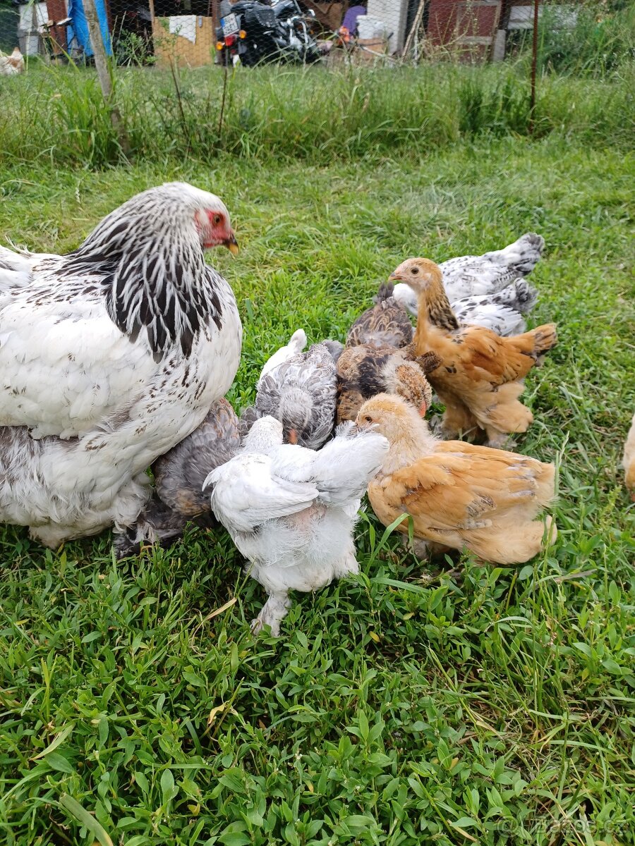 Brahmanka velká - 9