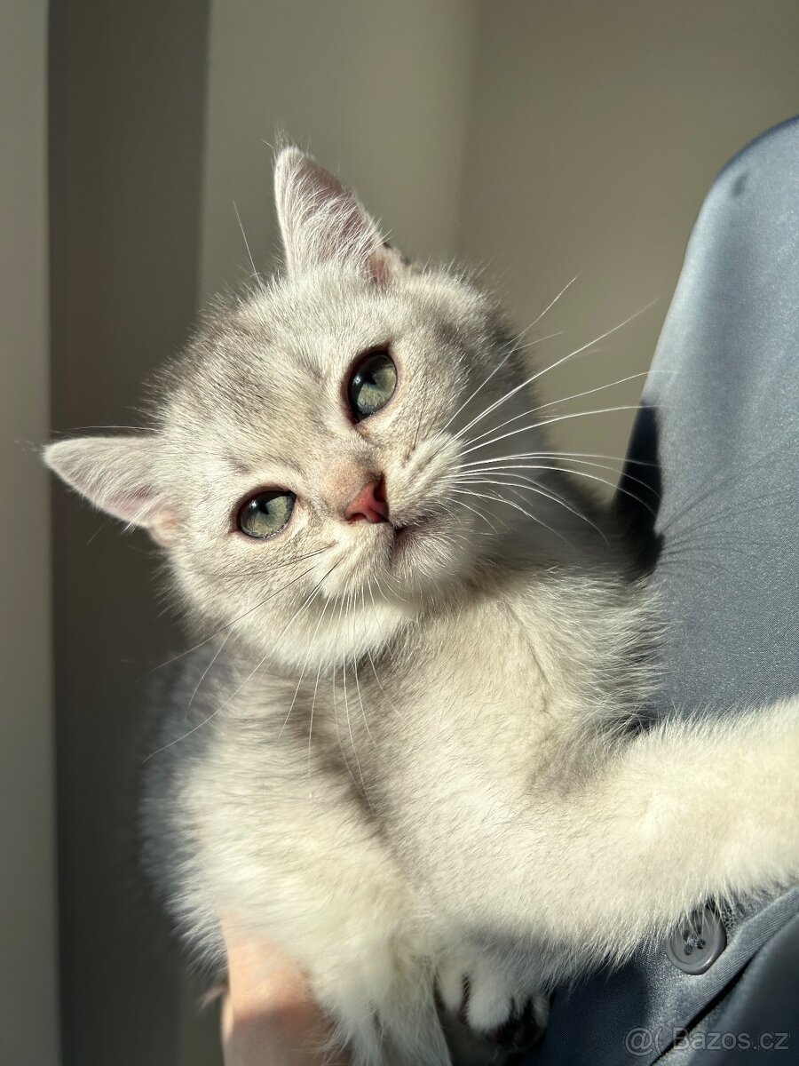 Skotská koťata - 9