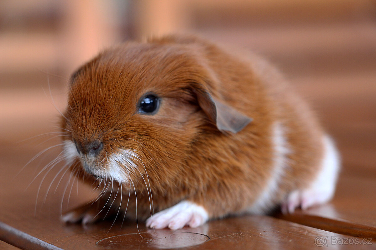 Krátkosrsté morče, morčátko, morčata s PP - 9