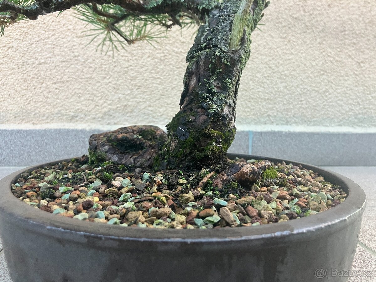 Bonsai, Bonsaj, borovice lesní - 9
