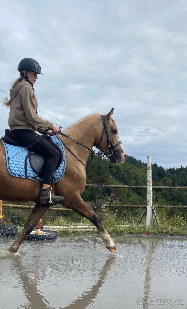 WPBR nebo ČSP klisna Isabel - 9