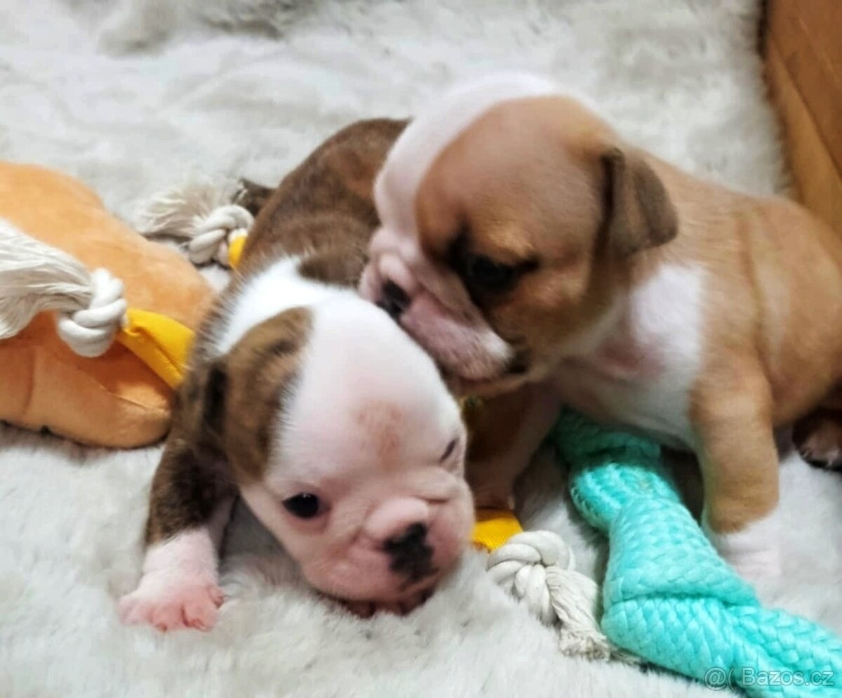 Anglický buldok s PP, štěňátka k rezervaci - 9