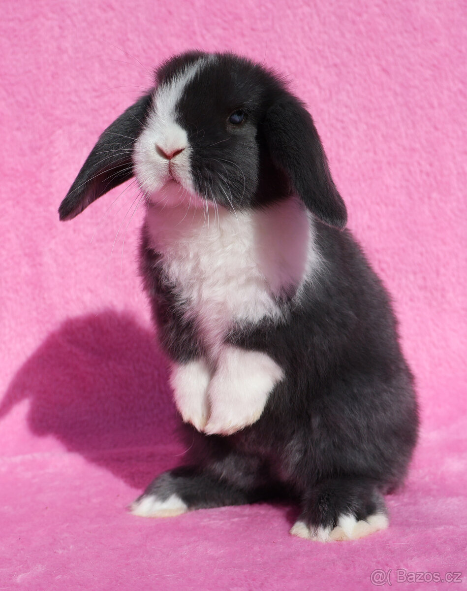 Zakrslý modrooký NHD beránek maličká samička s VP. - 9